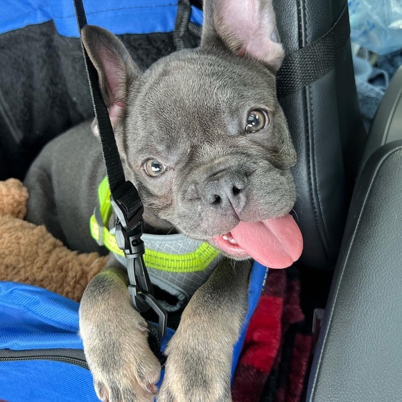 🎉 6 PM EST @JenniePollock is Live! LIVE SHOW NOTIFICATION!! 🎉 - Picture 6 of 13